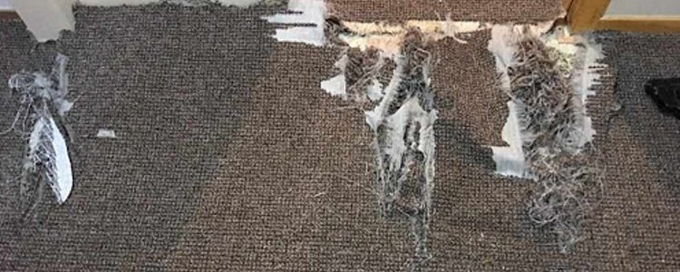Best Carpet Repair Pakenham